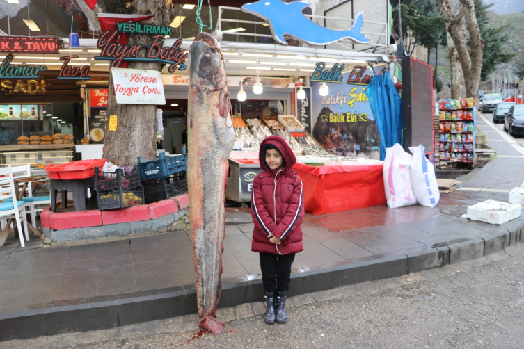 Amasya’da 2 metre boyunda 70 kilo ağırlığında balık tutuldu